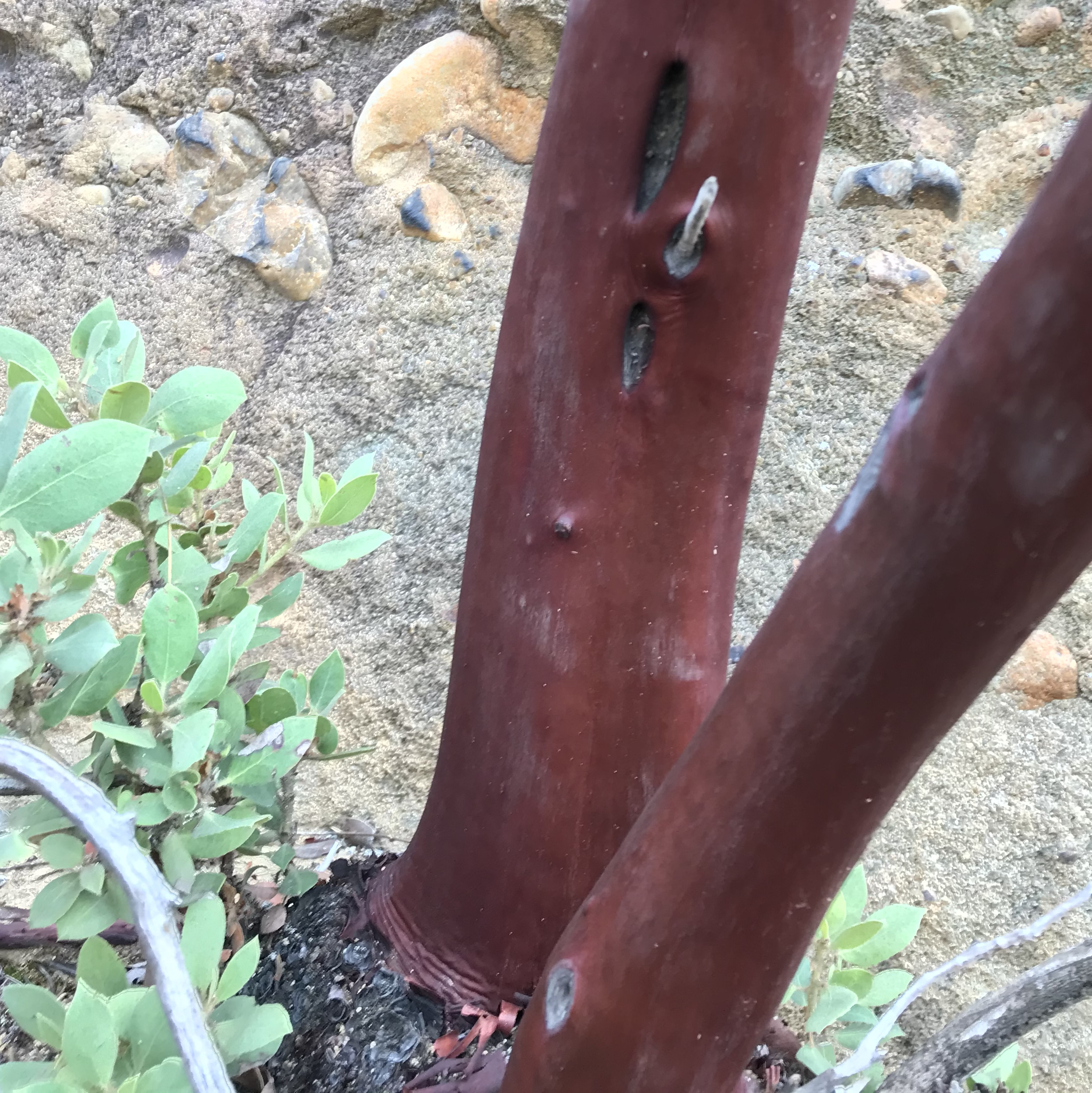 A close up of the metallic-looking bark of the manzanita tree
