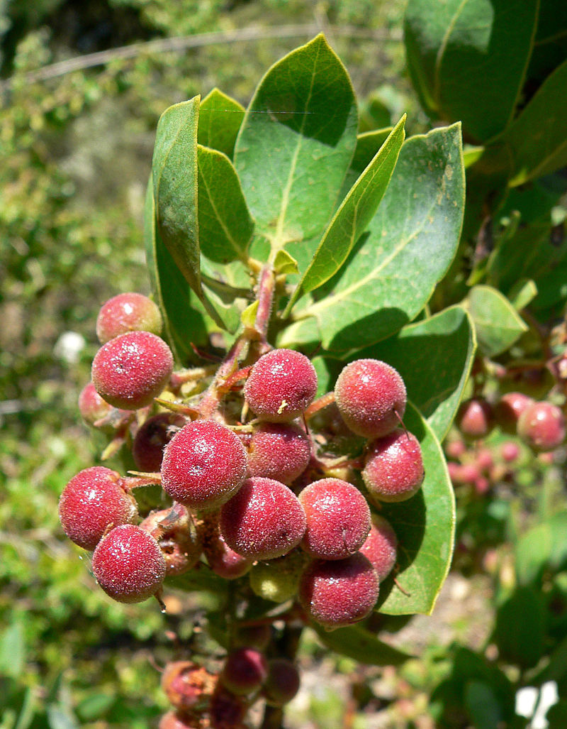 A close up of the red manzanita berries