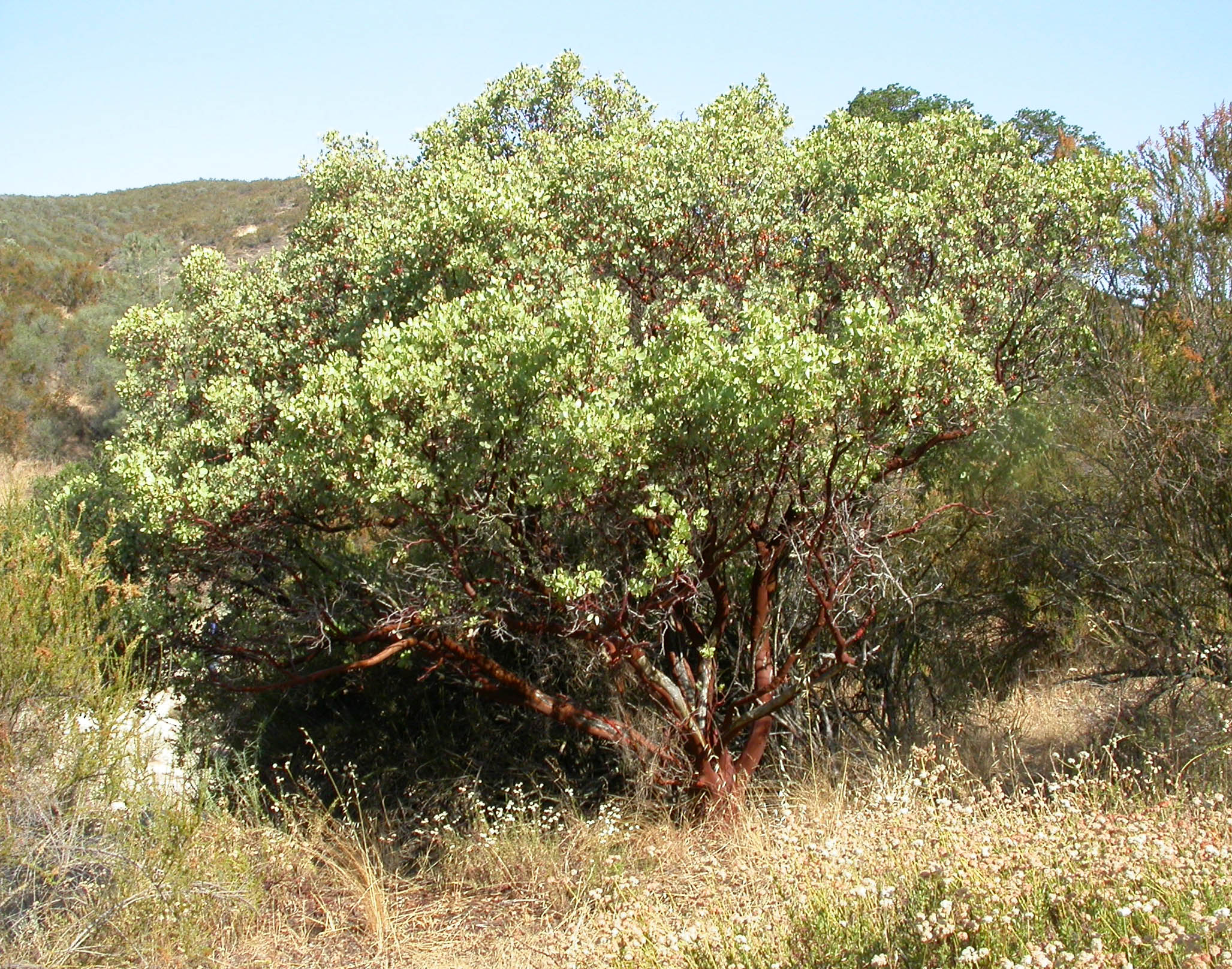 A single manzanita tree or large bush