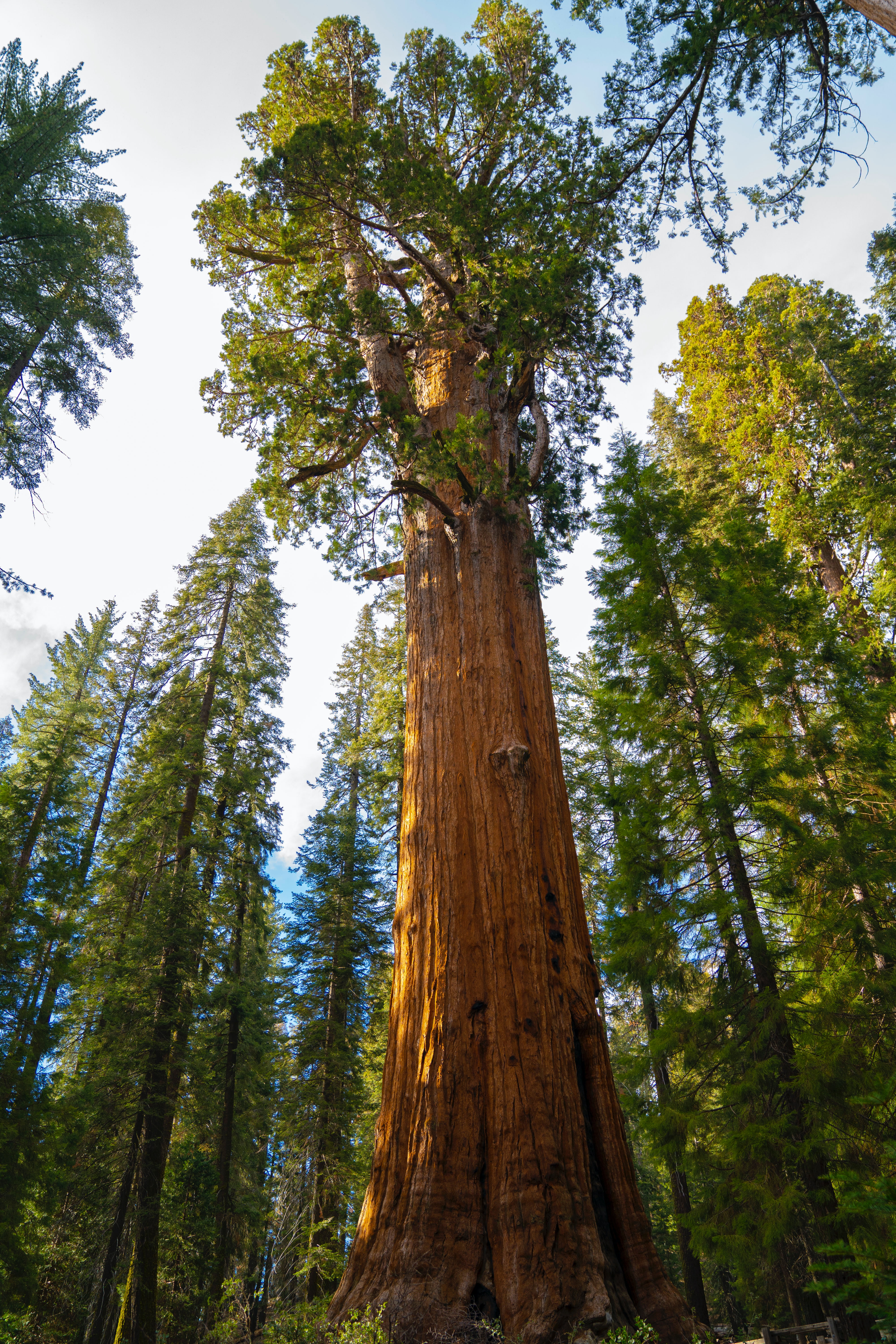 A picture of a bark Giant Sequoia from a low angle.