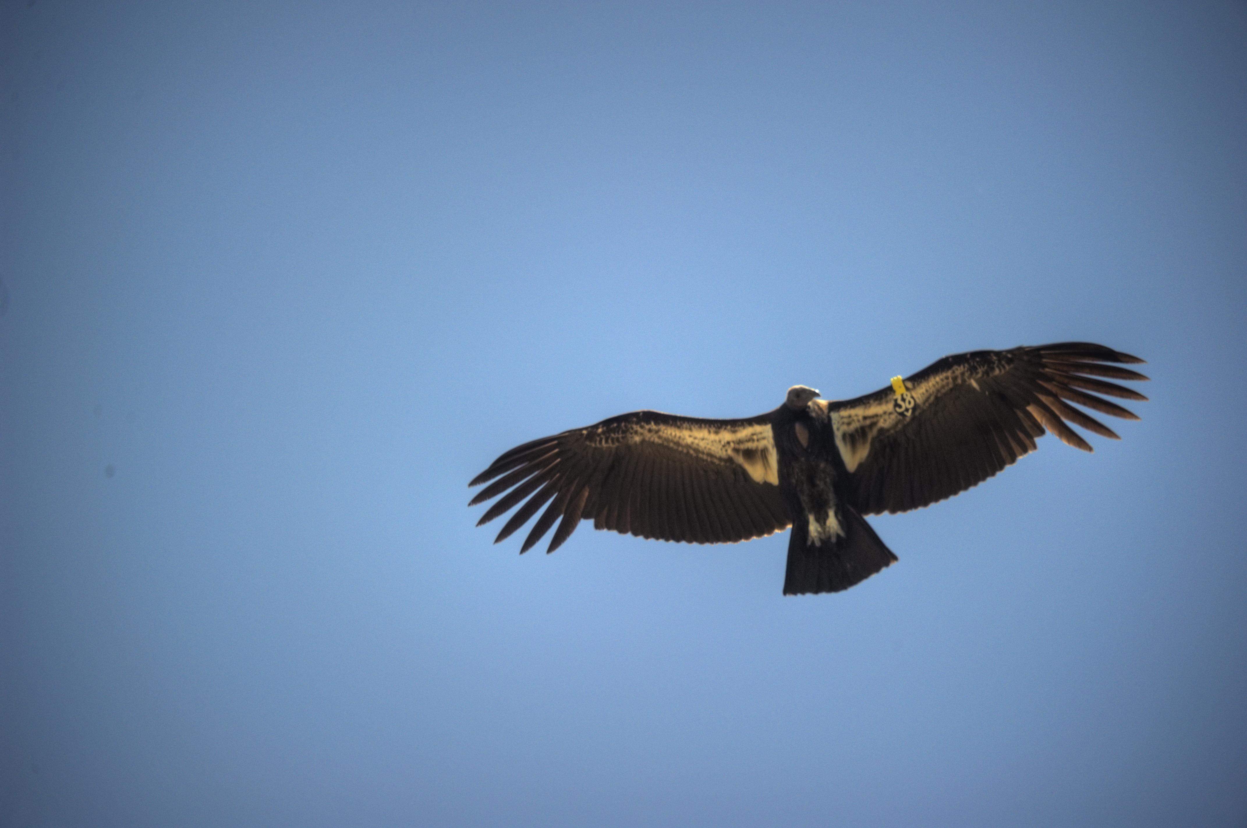 A soaring condor overhead